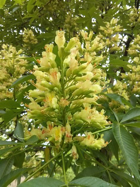 Ohio Buckeye Aesculus Glabra The Ufor Nursery And Lab