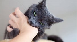 Image result for cat scratching human