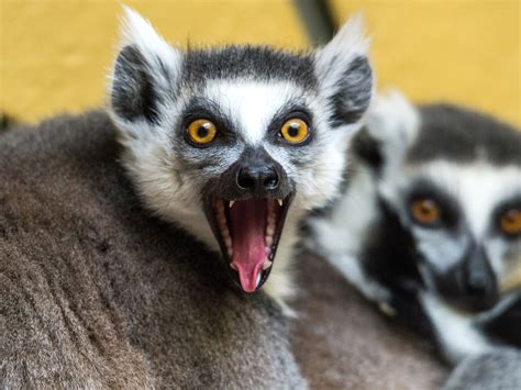 A Sassy Lemur And 24 More Amazing Animal Photos