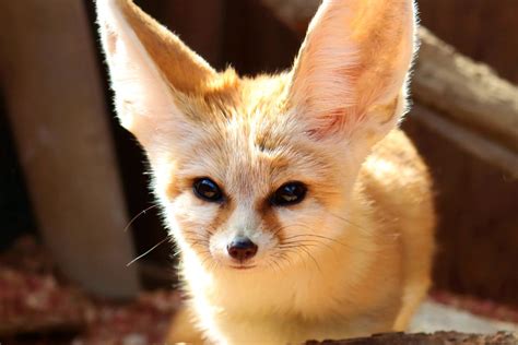 Facts About Fennec Foxes