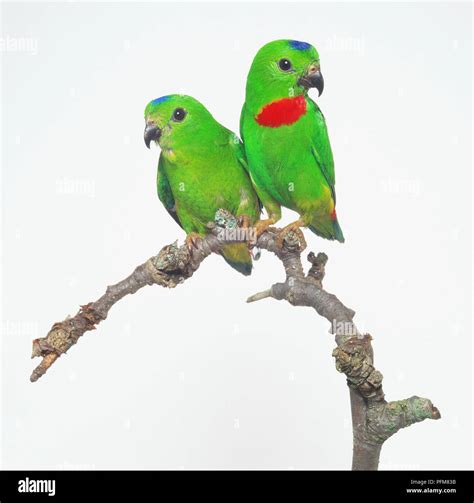 Pair Of Blue Crowned Hanging Parrots Loriculus Galgulus Perching Side