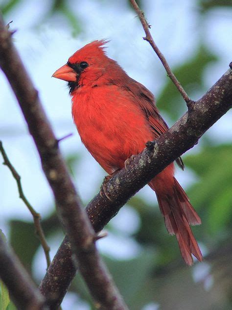 11 Cardinals Ideas Backyard Birds Bird Cardinals