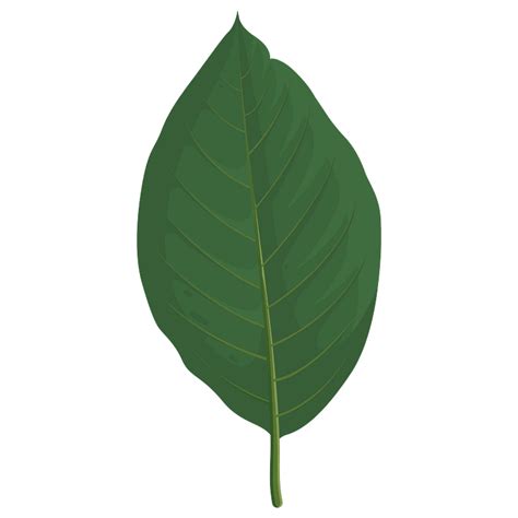 Cucumber Tree Spring Leaf Clipart Free Download Transparent Png