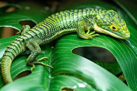The 25 Most Amazing Types Of Lizards Names Photos And More Outforia