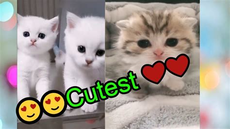 Cutest Animal Cutest Pets Moment Compilation Youtube