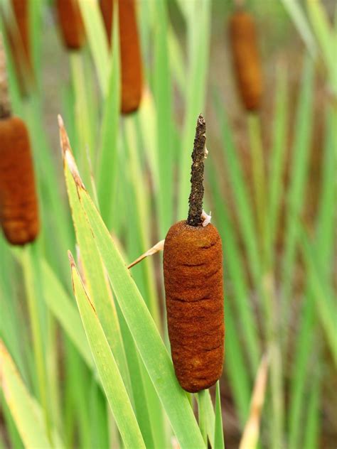 Easy Guide On How To Plant Cattails From Seed