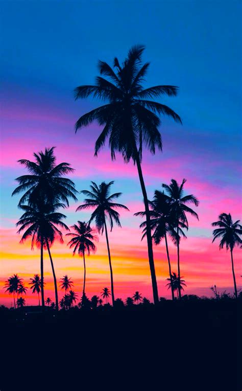 Summer Gorgeous Beach Scenery Weheartit Palm Trees Sunset