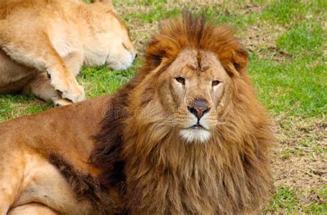 Adult Male Lion Resting Stock Image Image Of Mane Expression 56591759