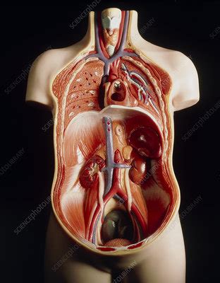Torso, head (2 parts), brain, lung (2 parts), heart (2 parts), stomach, liver, kidney, pancreas and spleen, intestine. Model of human torso showing internal organs - Stock Image - P880/0007 - Science Photo Library