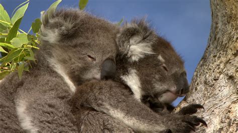 Bbc One Super Cute Animals Koala