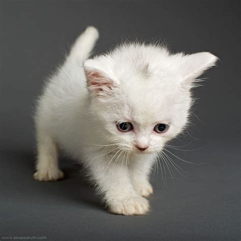 White Kitten Cute Baby Animals Kittens Cutest Cute Animals