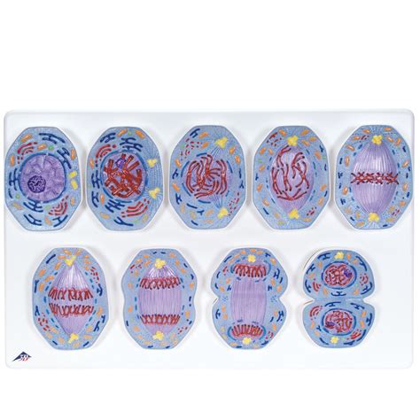 Maybe you would like to learn more about one of these? 3B® Animal Cell Mitosis Model Set | Carolina.com