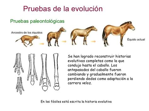 Biología Y Geología En El Ies Valle De Leiva Pruebas Paleontológicas