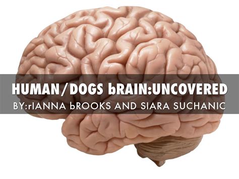 Doghuman Brains By Rianna Brooks