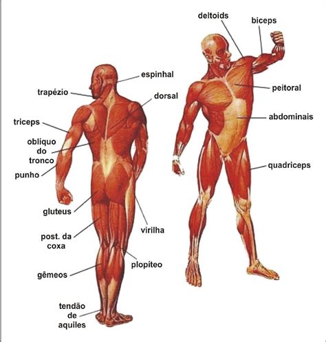 Sistema Musculoesqueletico Corpo Humano Anatomia Corpo Humano Sistema Muscular