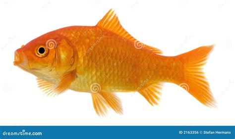 Isolated Goldfish Stock Photo Image Of Aquarium Movement 2163356