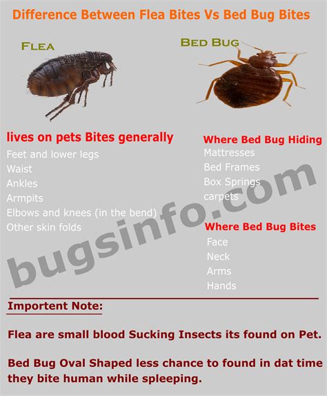 How To Tell Fleas Vs Bed Bugs Wasaga Beach Break Fast Ca