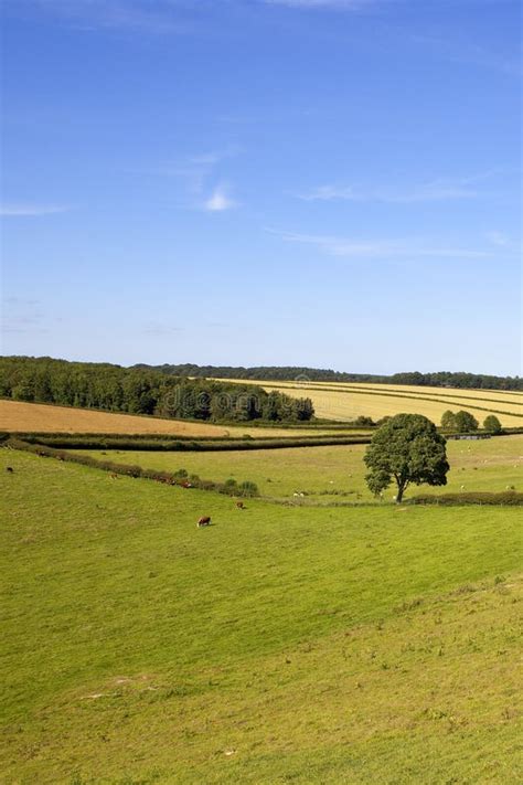 English Farmland Scenery Stock Image Image Of Cultivation 102032445