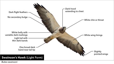 Sample Lesson Hawk And Raptor Identification Bird Academy The