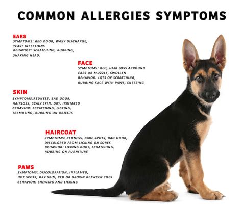 Dog Allergies Bumps
