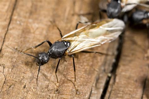 Do Carpenter Ants Have Wings