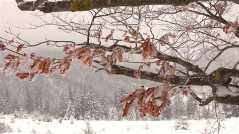 Frozen Dry Beech Leaves On A Tree Branch Stock Video Pond