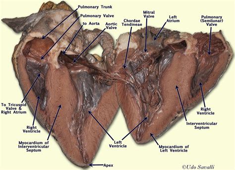 Anatomy And Physiology The Heart Dissection
