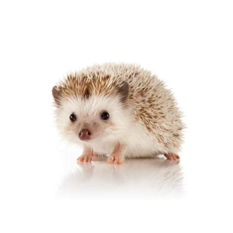 Keeping A Hedgehog As A Pet Are Hedgehogs Good Pets