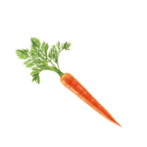 Vector Transparent Background Carrot Png Ultimo Coche
