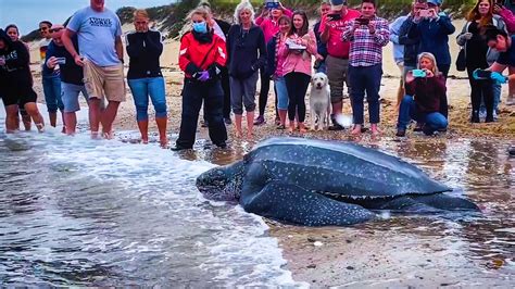 Worlds Largest Sea Turtle Rescued And Released Back Into Wild News