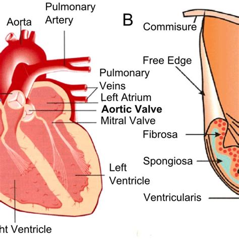 Schematics Of Heart Valve Anatomy A The Arrangement Of The Valves In