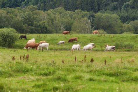A Cattle Farm With Cows Grazing On Green Pasture On A Summer Morning