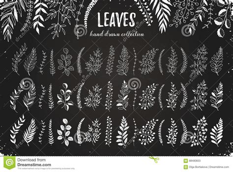 Leaves Hand Drawn Stock Vector Illustration Of Black 88480833