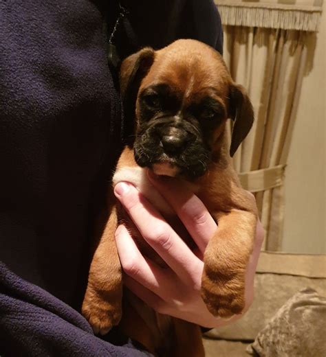 Animalssale found 127 boxer for sale in california, which meet your criteria. Boxer Puppies For Sale | Los Angeles, CA #323939 | Petzlover