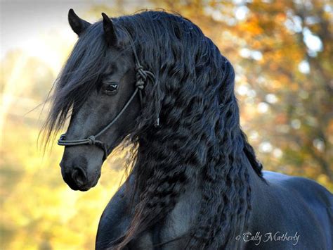 Is This The Most Beautiful Horse In The World Bored Panda