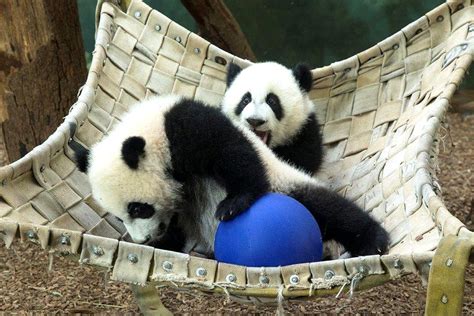 Zoo Atlanta Panda Twins Update