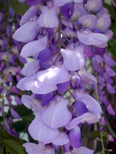 We are also providing the list of expired codes. Wisteria sinensis - UF/IFAS Assessment - University of ...