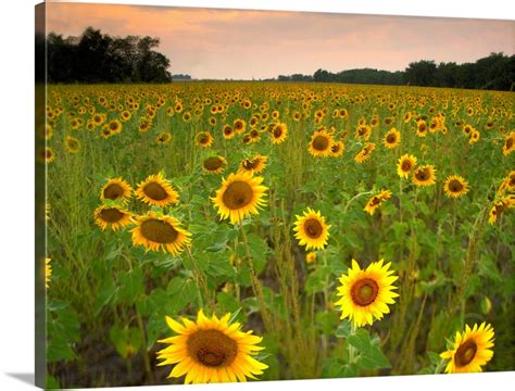 Field Of Sunflowers Flint Hills National Wildlife Refuge Kansas Wall