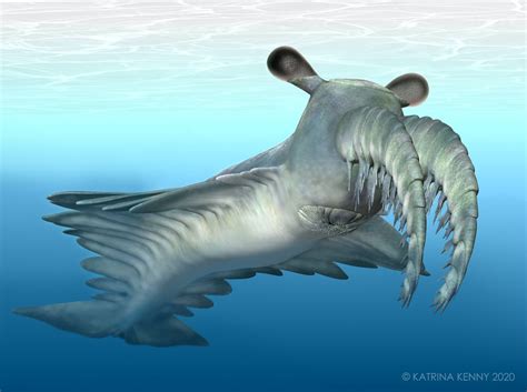 Meet The Frankenprawn An Ancient Deep Sea Monster That Had Incredible Vision Australian