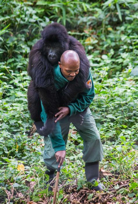 Virunga National Park Lets Tourists Get Up Close To Gorillas Guarda