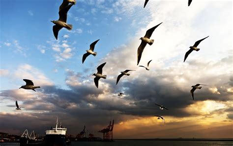 23 Top Background Images Hd For Collage With Sky And Birds Cool