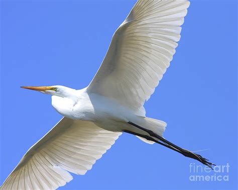 Great White Egret In Flight 40d6850 Photograph By Wingsdomain Art And