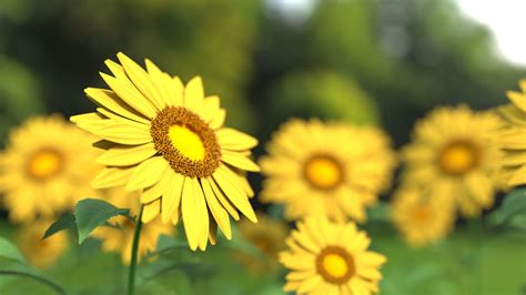 Wallpaper Id 286503 Sunflower Flower Nature Yellow Sunflower Field