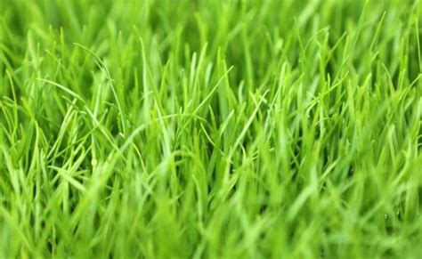 10 Jenis Rumput Taman Untuk Halaman Rumah Terpopuler