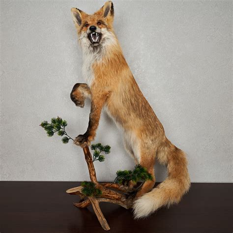 Siberian Red Fox Taxidermy Mount Mounted Stuffed Animals For Sale