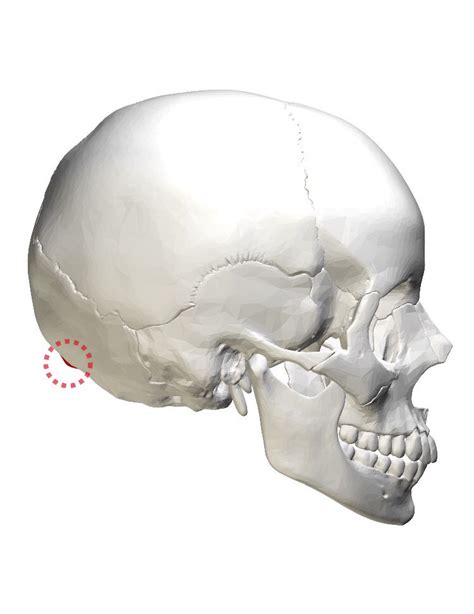 External Occipital Protuberance Body Bones Occipital Spines External