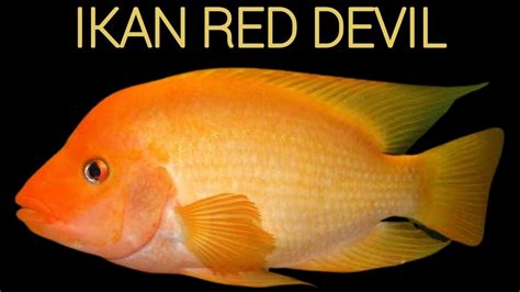 Dkp Ikan Invasif Red Devil Amphilophus Labiatus Yang Mendominasi
