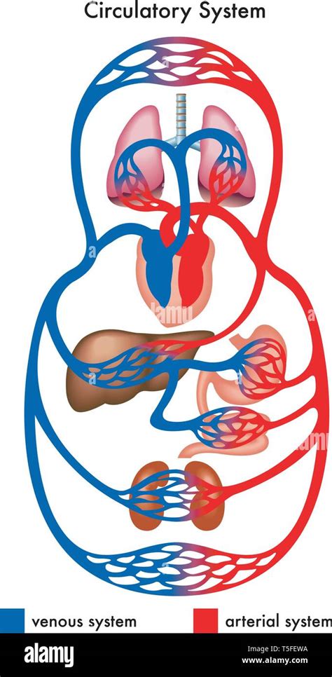 Arterial Circulatory System