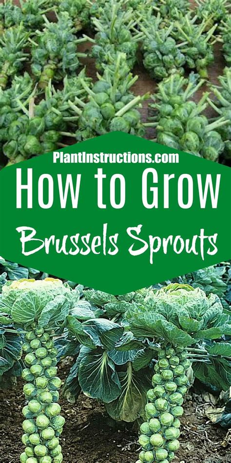 How To Grow Brussels Sprouts Plant Instructions