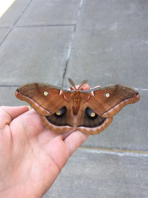 This Giant Moth I Found Rmildlyinteresting